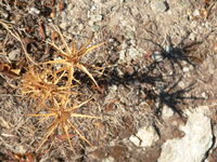 Distel Korsika Desert des Agriates